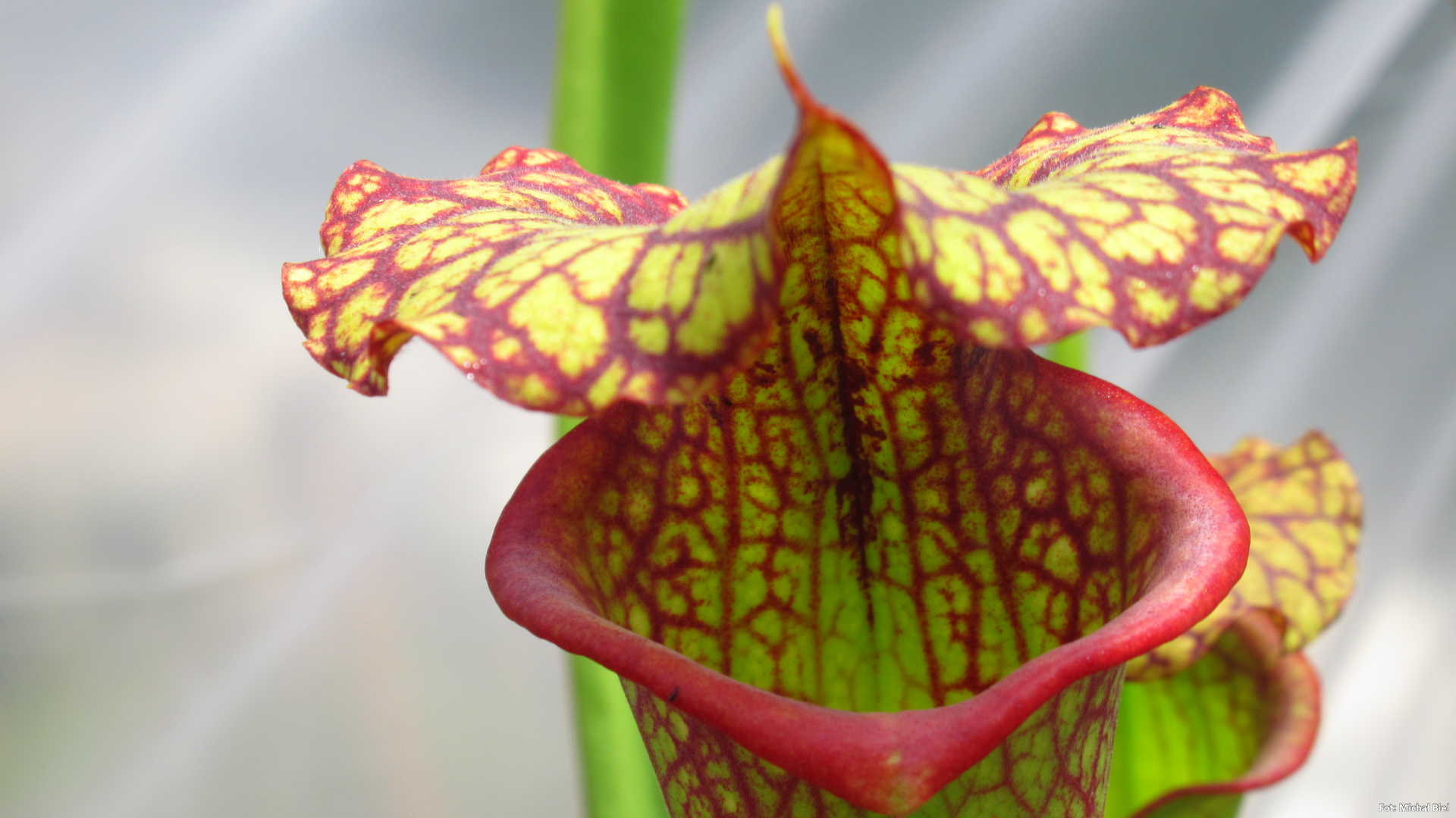 Sarracenia – 'C24 Biscuit'