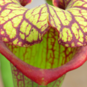 Sarracenia – 'C24 Biscuit'