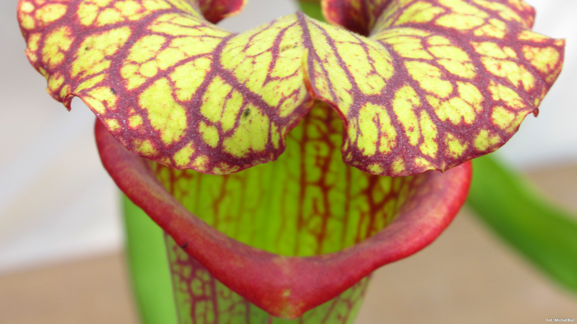 Sarracenia – 'C24 Biscuit'