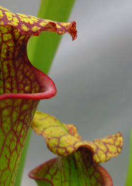 Sarracenia – 'C24 Biscuit’