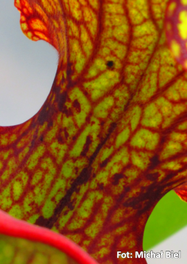 Sarracenia – 'C24 Biscuit’