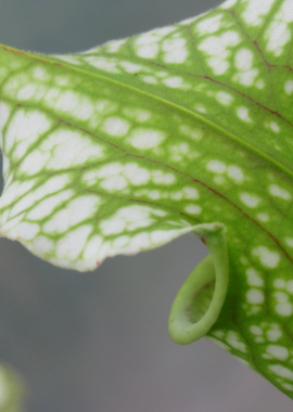 Sarracenia – 'C24 054′