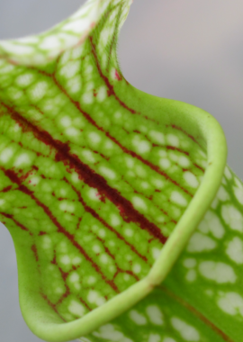 Sarracenia – 'C24 054′