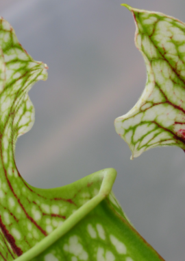 juthatip_x_leuco_x_AS_B_4