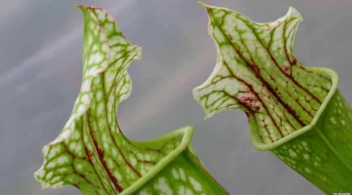 Sarracenia – 'C24 054′