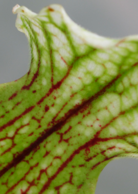 Sarracenia – 'C24 054′