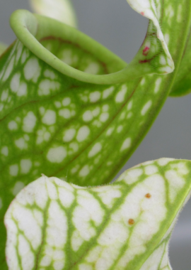 Sarracenia – 'C24 054′