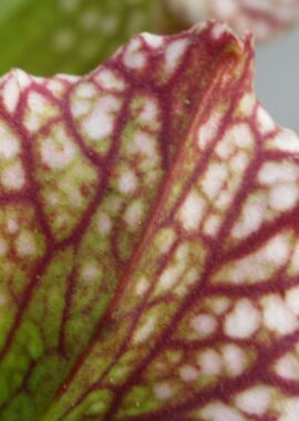 Sarracenia – 'C24 055′