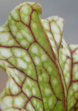 Sarracenia – 'C24 055′