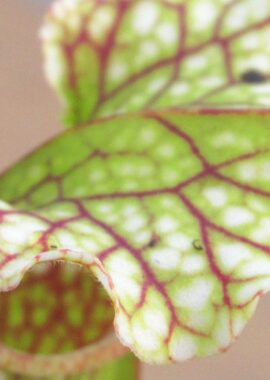 Sarracenia – 'C24 055′