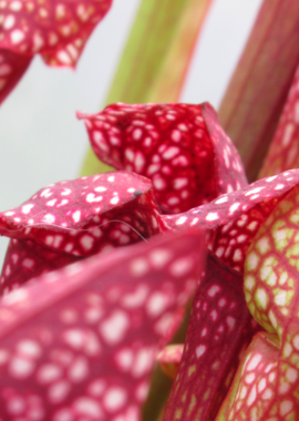 Sarracenia – 'C24 056′
