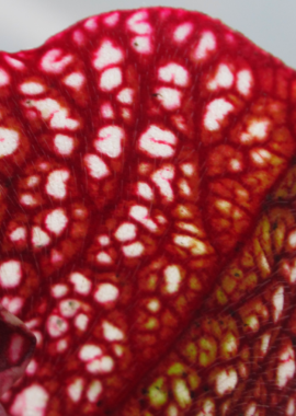 Sarracenia – 'C24 056′