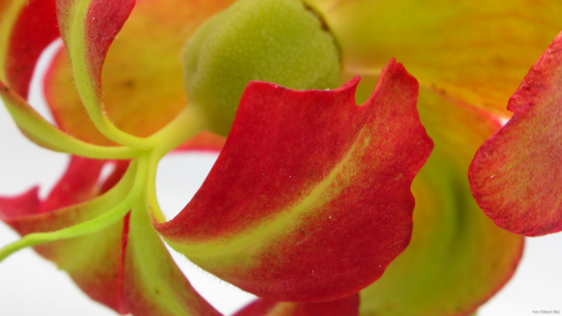 Sarracenia - 'C24 056'