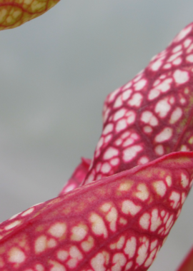 Sarracenia – 'C24 056′