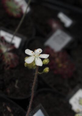 Drosera lanata {Sandy Tate River, N. Queensland}