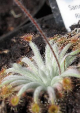 Drosera lanata {Sandy Tate River, N. Queensland}