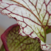 Sarracenia - 'C24 057'