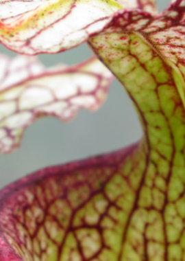 Sarracenia – 'C24 057′