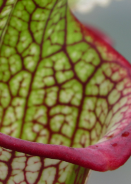 Sarracenia – 'C24 057′
