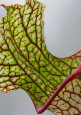 Sarracenia – 'C24 057′