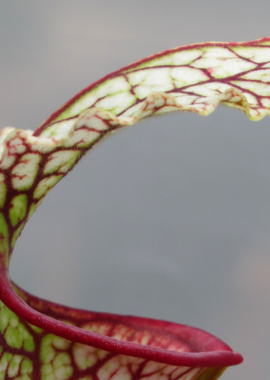 Sarracenia – 'C24 057′