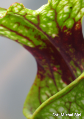 Sarracenia – 'C24 Pullover’