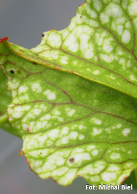 Sarracenia – 'C24 Pullover’