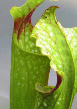 Sarracenia – 'C24 Pullover’