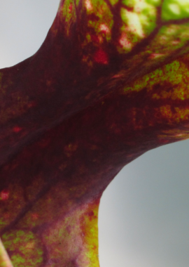 Sarracenia – 'C24 Pullover’