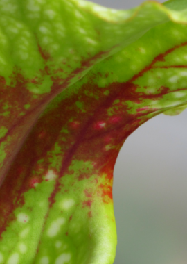 Sarracenia – 'C24 Pullover’