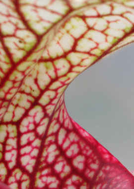 Sarracenia – 'C24 058′
