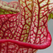 Sarracenia - 'C24 058'