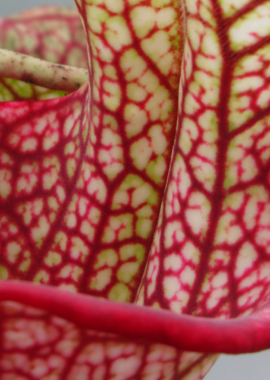 Sarracenia – 'C24 058′