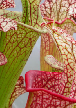 Sarracenia – 'C24 058′