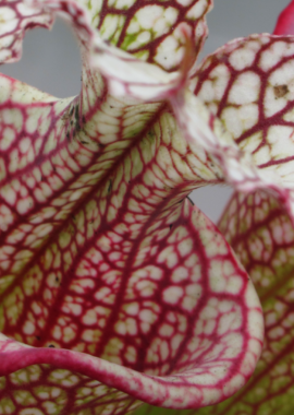 Sarracenia – 'C24 058′