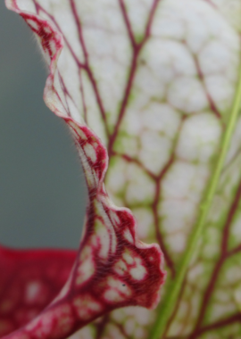 Sarracenia – 'C24 058′