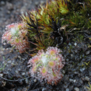 Drosera lasiantha x callistos