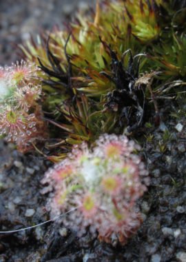 Drosera lasiantha x callistos
