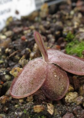 Pinguicula laueana {Sierra Mixe}