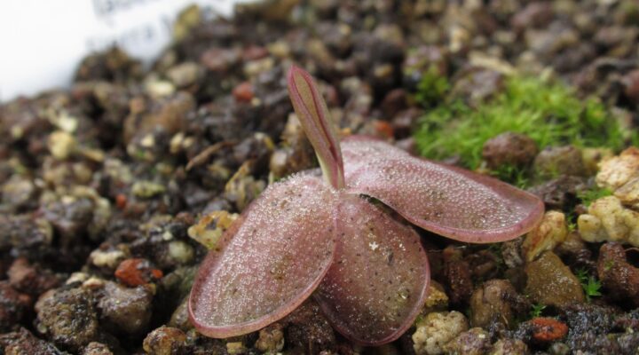 Pinguicula laueana