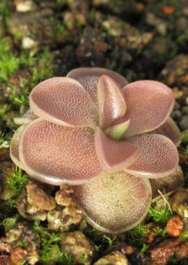Pinguicula laueana x nivalis