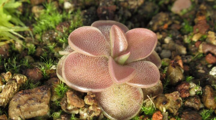 Pinguicula laueana x nivalis