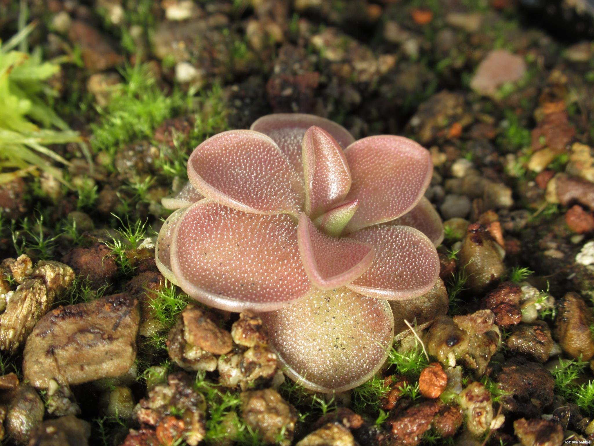 Pinguicula laueana x nivalis