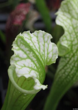 Sarracenia leucophylla 'Schnell’s Ghost’