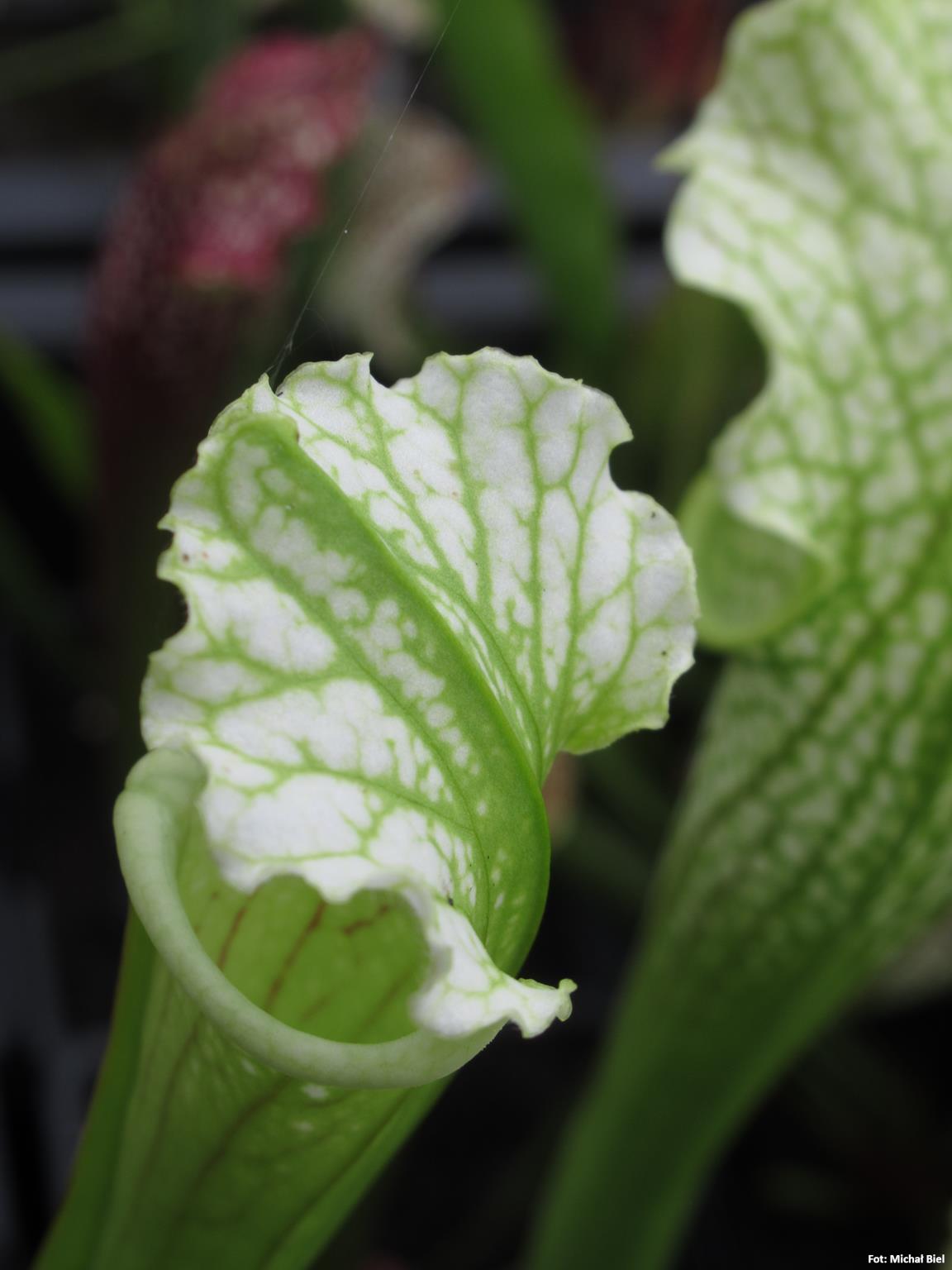 Sarracenia leucophylla 'Schnell's Ghost'