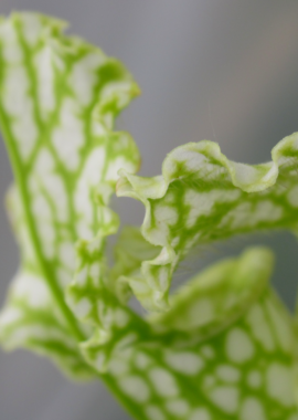 Sarracenia leucophylla {Baldwin, Georgia} (Anthocyanin free, all green) Clone A