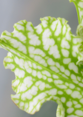 Sarracenia leucophylla {Baldwin, Georgia} (Anthocyanin free, all green) Clone A