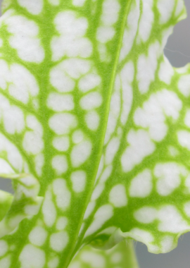 Sarracenia leucophylla {Baldwin, Georgia} (Anthocyanin free, all green) Clone A