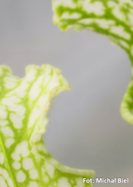 Sarracenia leucophylla {Baldwin, Georgia} (Anthocyanin free, all green) Clone A