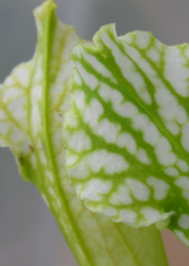 Sarracenia leucophylla {Baldwin, Georgia} (Anthocyanin free, all green) Clone B
